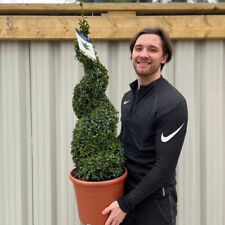 topiary tree spiral for sale topiary tree spiral for sale LEICESTER