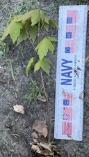 Unknown variety well for sale  Norfolk