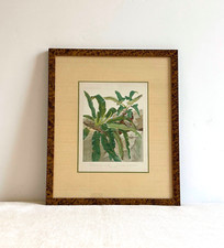 Antique botanical print for sale  Solana Beach