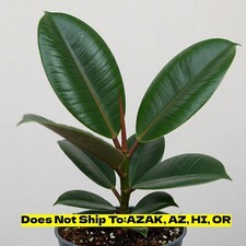 Rubber plant pot for sale  Fort Mill