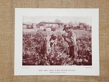 Nella vigna quadro usato  Villarosa