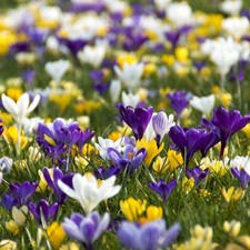 Crocus large flowering for sale Crocus large flowering for sale  SALISBURY