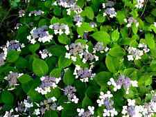 Hydrangea serrata blue gebraucht kaufen  Eslohe (Sauerland)