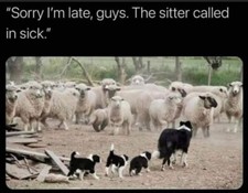 Humorous border collie for sale  West Plains