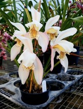 Espèce orchidée cymbidium d'occasion  Paris XV