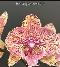 Phalaenopsis king car for sale  SHREWSBURY