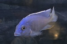 African cichlid star for sale  Ellenburg Depot