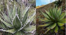 Shark tooth agave for sale  BROCKENHURST