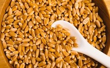 Wheat berries pounds for sale  Russell