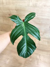 philodendron squamiferum gebraucht kaufen philodendron squamiferum gebraucht kaufen Bogen