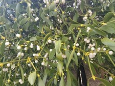 mistletoe berries for sale mistletoe berries for sale  ASHFORD