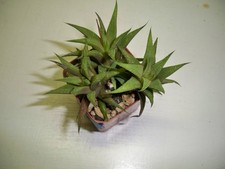 large succulent plants for sale  El Cajon