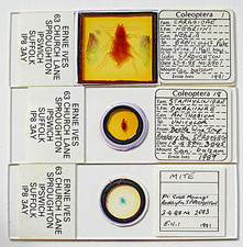 Microscope slides ernie for sale  BOREHAMWOOD