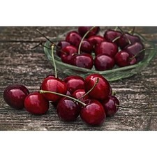 Dwarf bing cherry for sale  Los Angeles