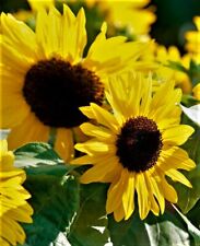 Multi headed sunflower for sale  SOUTH CROYDON