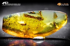 Burmite con insetto usato  Solza