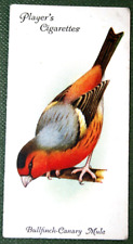 Bullfinch canary mule for sale  DERBY
