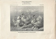 Stampa antica gallo usato  Lecco