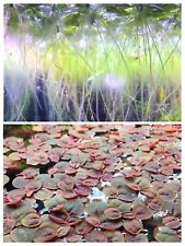 Amazon frogbit plus for sale  CHIGWELL