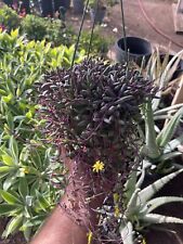 string bananas for sale string bananas for sale Oceanside