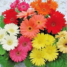 Gerbera jamesonii daisy for sale  FERRYHILL