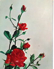 Cartolina fiori rosa usato  Montepulciano