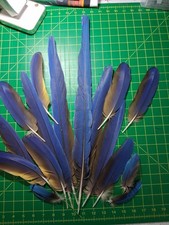 Macaw feathers assorted for sale  Palm Beach Gardens