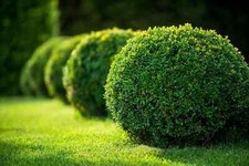 Seeds american boxwood for sale  Alexandria