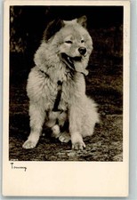 39908288 tommy chow gebraucht kaufen 39908288 tommy chow gebraucht kaufen  Eimeldingen