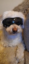 Hund brille dog gebraucht kaufen  Großenaspe