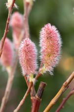 Litre salix chaenomeloides for sale  HULL