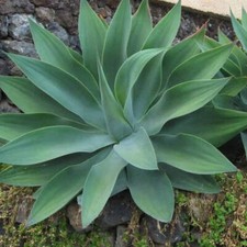 Agave attenuata agave usato  Napoli