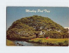 Postcard monkey pod for sale  Almond