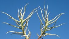 Lot paleacea tillandsia for sale  Waianae