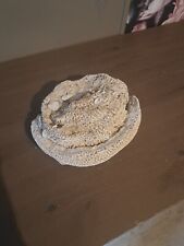 Coquillage collection fossile d'occasion  Chaumont