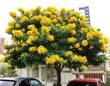 Milk crape myrtle for sale  Marietta
