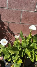 white calla lily for sale white calla lily for sale Anaheim