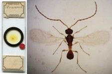 Frederick enock braconid for sale  Lexington