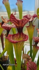 Sarracenia adrian slack usato  Montefelcino