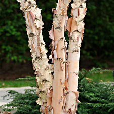 Betula nigra river for sale  NEWTOWNARDS