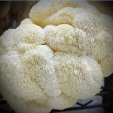 900g lions mane for sale  READING