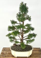 Dwarf alberta spruce for sale  Patchogue