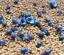 Live ramshorn snails for sale  Temecula