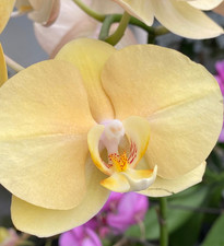 Phal phalaenopsis whiny for sale  Boca Raton