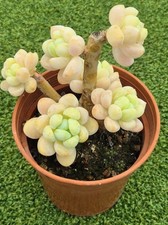 Sedum clavatum multi for sale  UK