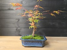 Japanese maple bonsai for sale  WOKINGHAM