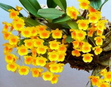 Miniature espèce orchidée d'occasion Miniature espèce orchidée d'occasion  Paris XV