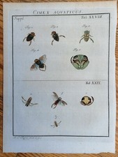 Rösel rosenhof insekten gebraucht kaufen  Neuendettelsau