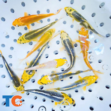koi 20 fish for sale koi 20 fish for sale Martinsville