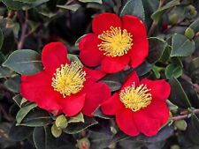 Yuletide red camellia for sale  Pelzer